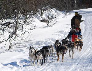 A Dog Sled Pulled By A Team Of Ididirods In Below Zero Temperatures.